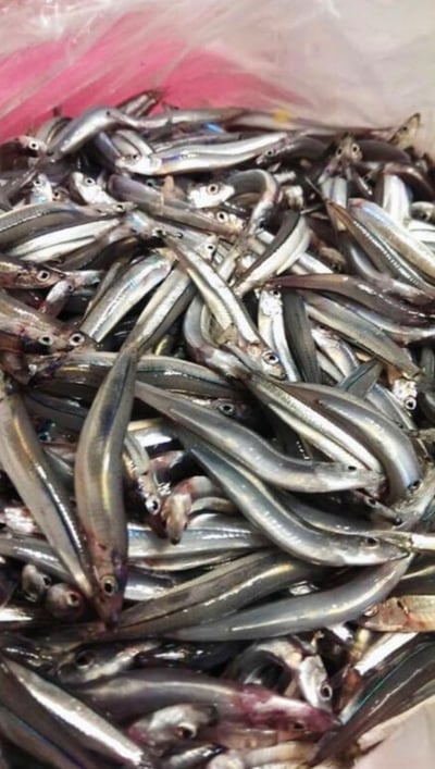 自製新鮮無鹽丁香魚/小魚鮮食 (僅冷凍宅配)2