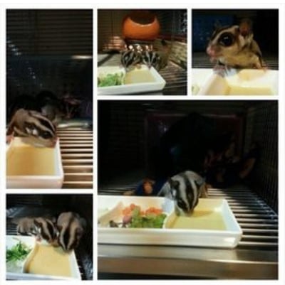 【限冷凍宅配/超商冷凍配送】蜜袋鼯 Reep's Wombaroo Diet (不含蜂蜜食譜) 一隻蜜袋鼯一個月份1