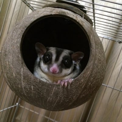 可鎖椰子殼 (圓)1