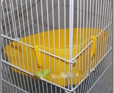 扇形淺型餐盤食盆餐檯（不含食盆）2