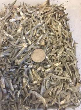 自製新鮮無鹽丁香魚/小魚鮮食 (僅冷凍宅配)4