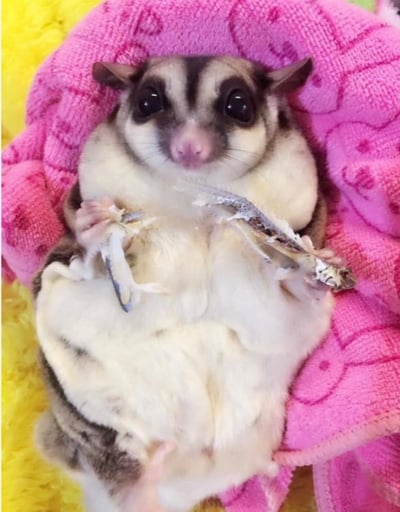 自製新鮮無鹽丁香魚/小魚鮮食 (僅冷凍宅配)1