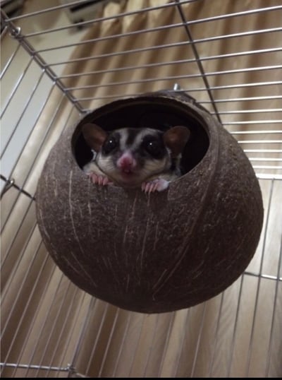 可鎖椰子殼 (圓)2