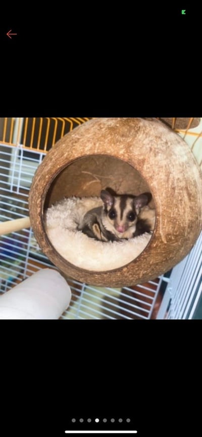 可鎖椰子殼 (圓)5