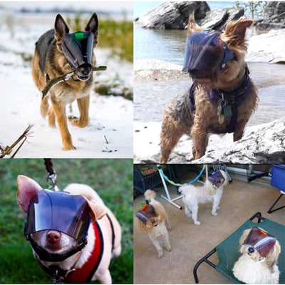 PROVIZOR 澳洲寵物防護面罩 常規 多尺寸【透明/遮光墨片】防撞防舔護眼 日常照護or手術完照護8