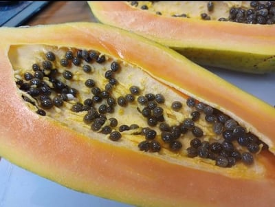 台農二號鮮採美味木瓜4