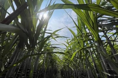 小農好物100%鮮榨在地純甘蔗汁4