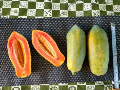 屏東肉細香甜網室日昇網室木瓜3