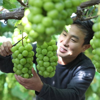 K - grapes【空運極品麝香葡萄】極品限定空運直送4