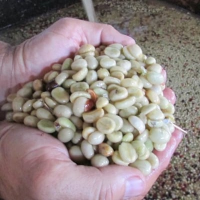 祕魯 卡哈瑪卡 蛋黃果莊園 綠頂長身藝伎 T2722 水洗1