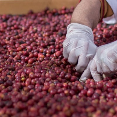 哥倫比亞 百花豔莊園 熱衝擊菌種酵母厭氧日曬1