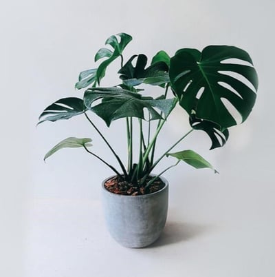 簡約高質感北歐風盆栽適合開幕喬遷榮升送禮將您滿滿心意傳給出去1