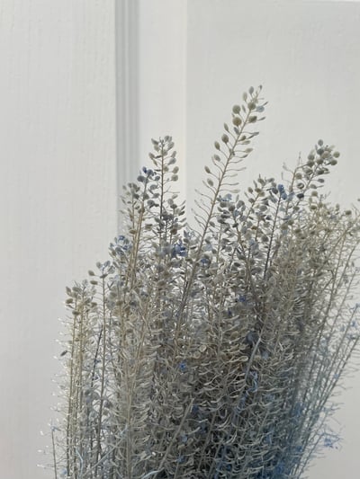 小團扇葉/珍珠草8