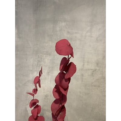 永生圓葉尤加利2