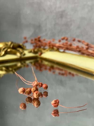 臨花/亞麻果實2