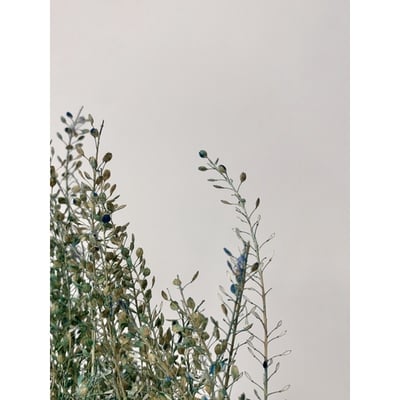 小團扇葉/珍珠草6