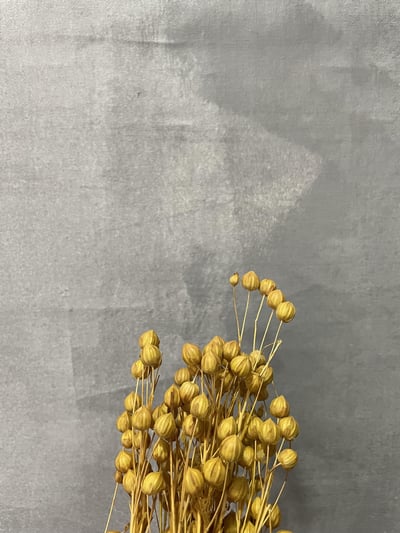 臨花果(富貴豆)3