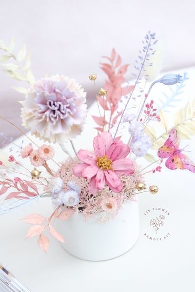 索拉花+不凋花 小盆花3