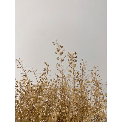 小團扇葉/珍珠草3