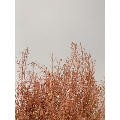 小團扇葉/珍珠草4