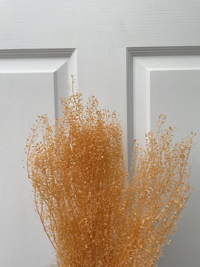 小團扇葉/珍珠草9