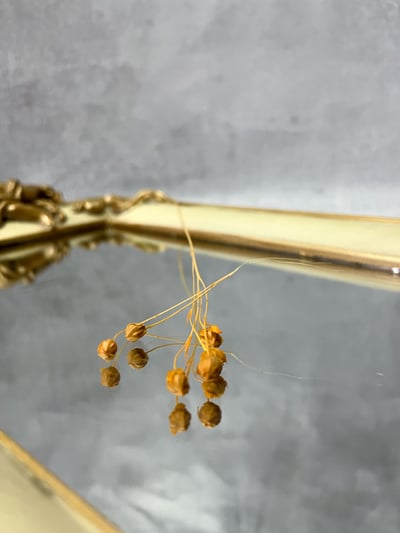 臨花/亞麻果實6