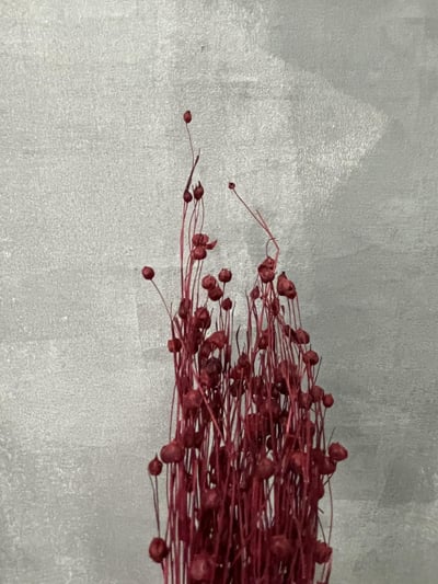 臨花果(富貴豆)2