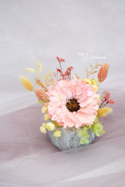 索拉花+不凋花 小盆花2