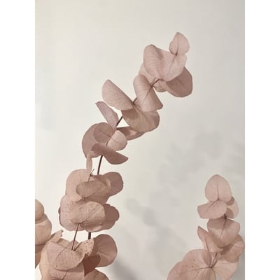 永生圓葉尤加利3