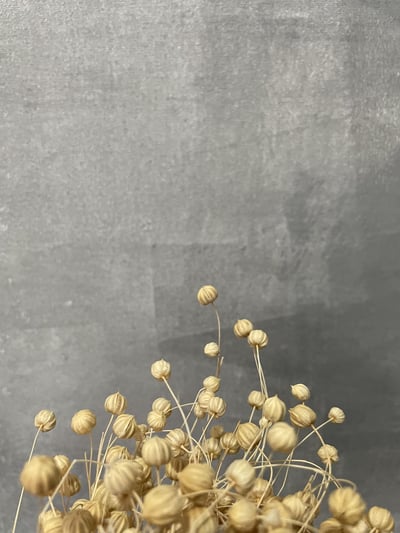 臨花果(富貴豆)4