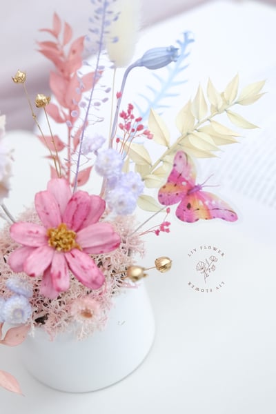 索拉花+不凋花 小盆花6