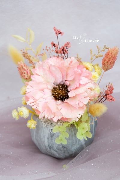 索拉花+不凋花 小盆花5