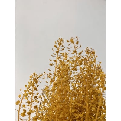 小團扇葉/珍珠草5