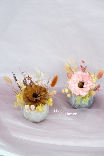 索拉花+不凋花 小盆花6