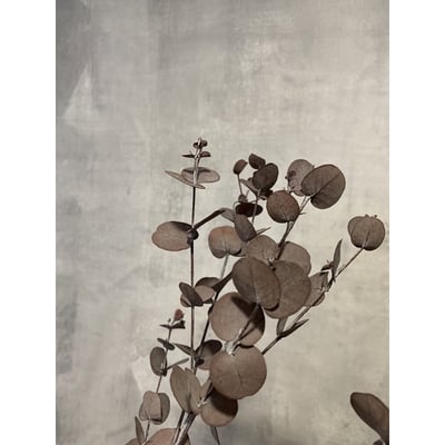 永生圓葉尤加利4