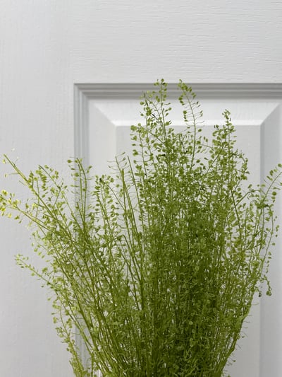 小團扇葉/珍珠草7