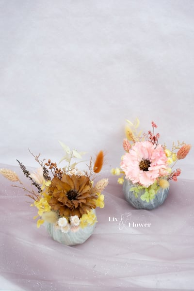 索拉花+不凋花 小盆花4