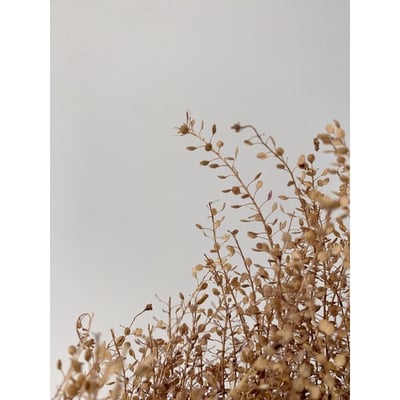 小團扇葉/珍珠草2