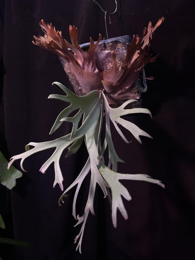 P. willinckii “yellow moon “ sporeling1