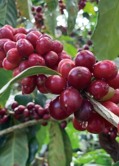 坦尚尼亞 吉力馬札羅 PB　Tanzania Kilimanjaro PB1