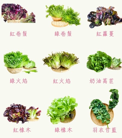 綜合生菜(0210出貨)4