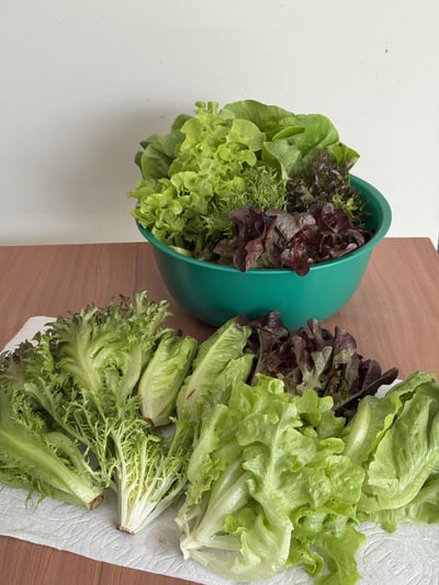 綜合生菜(0210出貨)1