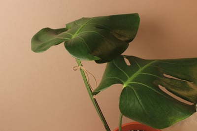 素燒盆_中型龜背芋（歪歪）3