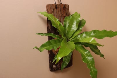 樹皮板_鳥巢蕨（山蘇）2