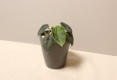 墨綠瓷盆_犀牛皮觀音蓮2