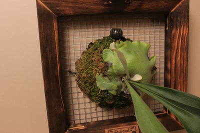 畫框板_二叉鹿角蕨（普鹿）2