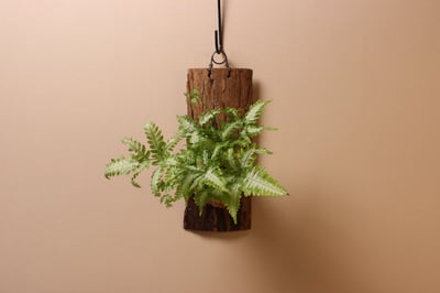 樹皮板_大銀脈鳳尾蕨1