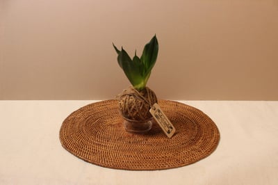 苔球_翡翠虎尾蘭-麻繩1