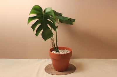 素燒盆_中型龜背芋（歪歪）1