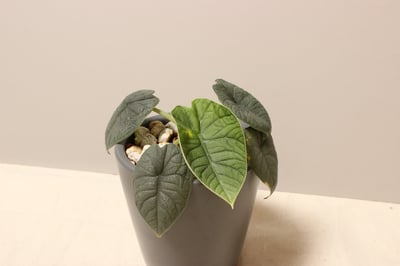 墨綠瓷盆_犀牛皮觀音蓮3